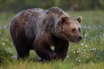 Urs lovit de o mașină în județul Argeș, șoferul suferind un atac de panică după impact