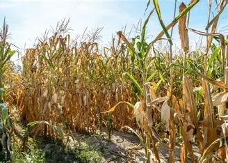 Sprijin pentru fermieri